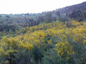 Beauté de la forêt de Bouraoui Belhadef au Printemps