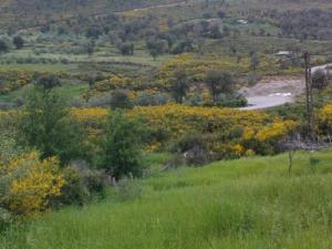 Agréables couleurs de printemps sur la forêt de Bouraoui Belhadef