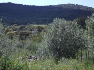 Vue d'ensemble que la forêt de Bouraoui Belhadef