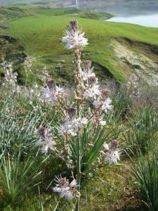La nature à Grarem Gouga (Périphérie de Jijel)