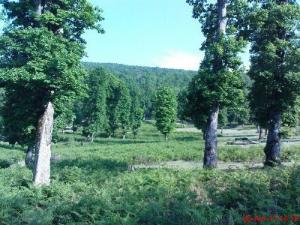 Verdure de la Forêt Bouraoui Belhadef (Wilaya de Jijel)