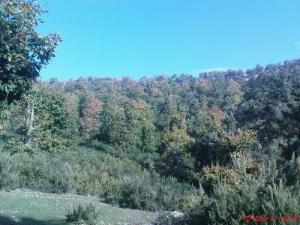 Végétation de la forêt de Bouraoui Belhadef