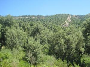 La forêt de Bouraoui Belhadef