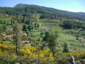 Végétation et Fleurs de Printemps dans la forêt de Bouraoui Belhadef