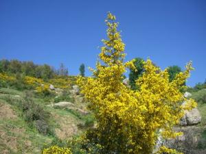 Arbre fleuri dans la forêt de Bouraoui Belhadef