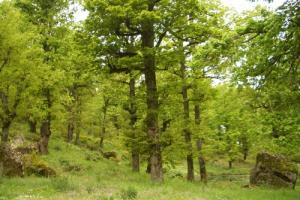 Beauté des arbres dans la forêt de Djimla