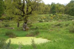 Verdure de la forêt de Bou Affroune (Wilaya de Jijel)