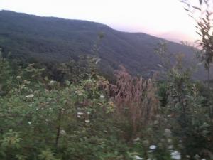 Verdure près de la plage Cavalo (Wilaya de Jijel)