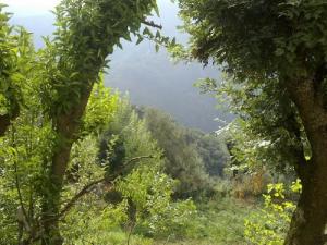 Verdure sur la forêt Jijelienne