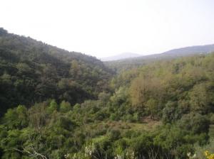 Verdure de la forêt Jijelienne