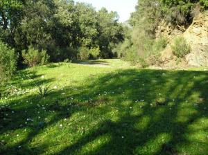 Verdure de la forêt Jijelienne