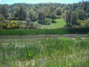 Verdure de la commune de Boussif Ouled Askeur