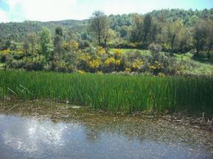 Verdure de la Forêt de Boussif Ouled Askeur (Wilaya de Jijel)