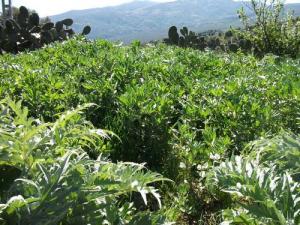 Végétation de printemps dans la commune de Bouraoui Belhadef (Wilaya de Jijel)