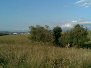 Végétation sauvage dans la périphérie de Jijel