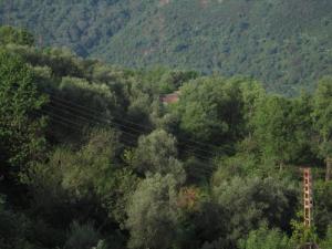 Les vertes forêts Jijeliennes