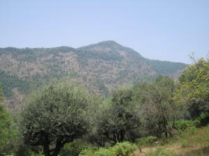 verdure à Dekkara (Périphérie de Jijel)