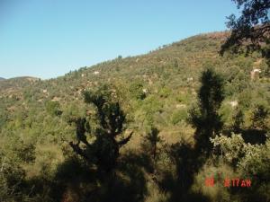 Paysage de la forêt Ouled Messaouda (Wilaya de Jijel)