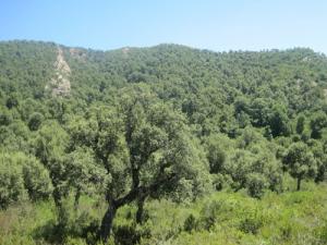 Forêt d'El Mssid (Commune de Bouraoui Belhadef / Wilaya de Jijel)