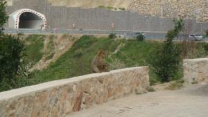 Prés du Tunnel de Ziama Mansouria