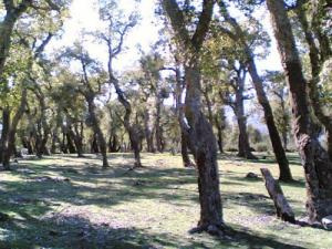 Les Arbres de la Région de Oualbene