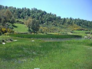 Verdure à Boussif Ouled Askeur (Wilaya de Jijel)