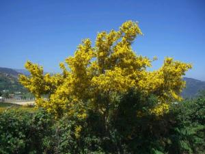 Un arbre fleuri dans la forêt de Boussif Ouled Askeur