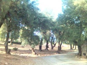 Des arbres de la Forêt de Laraba (Wilaya de Jijel)