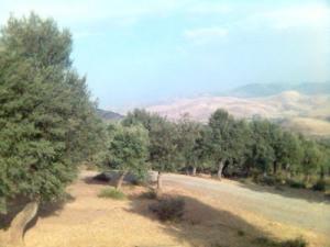 La forêt de Laraba e été