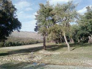 La forêt de Chênes Lièges à Oualbane