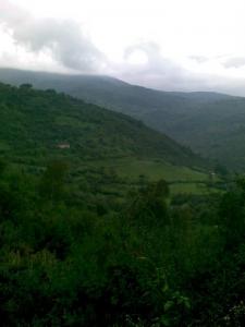 La forêt de Metlatene