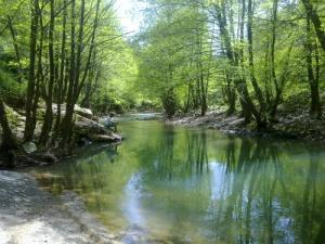 Une Rivière traversant le Coeur de la Forêt de Jijel