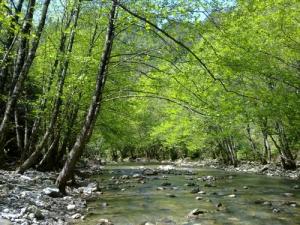 Une rivière caillouteuse en plein dans la forêt de Jijel