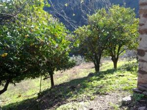 Culture de Citronnier sur la périphérie de Jijel