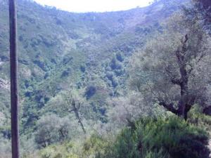 Verdure montagnarde de Jijel