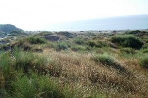 Cordon Dunaire de Sable Fin près d'une plage de Jijel