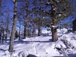 La forêt de Bouraoui Belhadef sous la neige