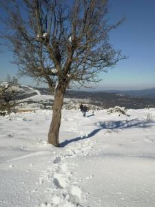 La neige recouvrant la forêt de Bouraoui Belhadef
