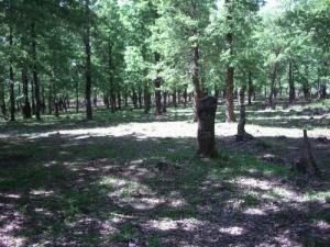 Verdure de la forêt de Bouraoui Belhadef