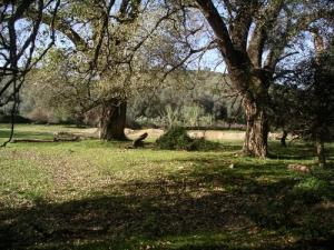 Des Chênes centenaires dans la forêt de Jijel