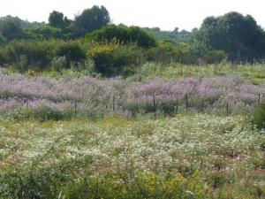 Les première fleurs de printemps venant orner la forêt de Jijel