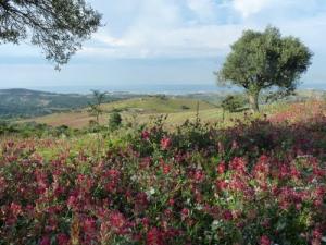Floraison de Printemps dans la prairies de Jijel