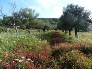 Culture d'Oliviers à Beni Ahmed (Wilaya de Jijel)