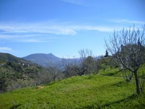 منظر من الحقول الخضراء بضواحي قرية المروج 1