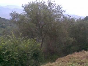 Paysage d'Ouled Messaoud