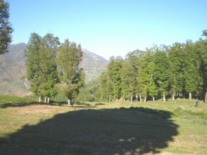 Forêt de Bouafroune (Commune de Djimla)