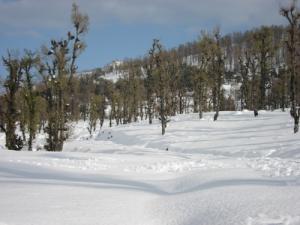 La forêt de Bouafroun sous la neige (Commune de Djimla)
