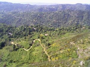 Verdure de la forêt de Jijel au Printemps
