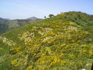 Verdure de la forêt de Jijel au printemps