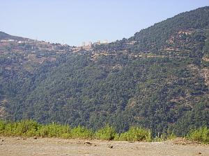 Verdure de la forêt de Texenna (Wilaya de Jijel)